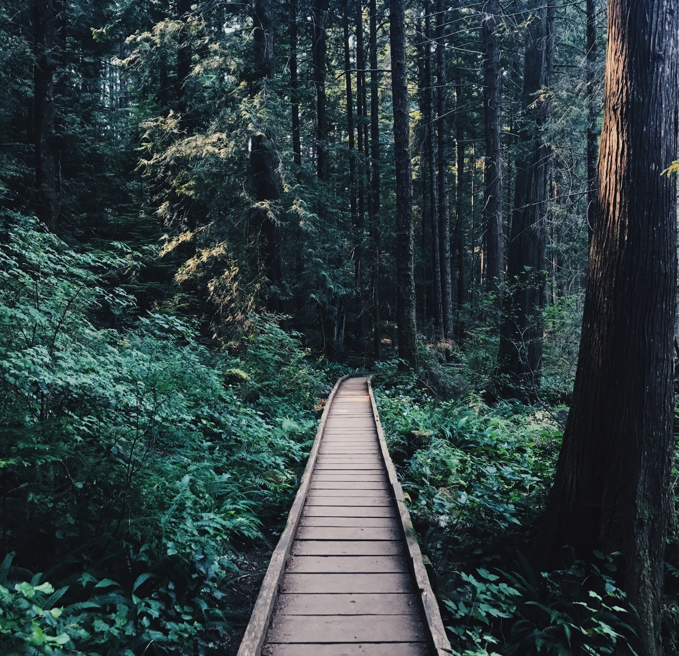 A boardwalk through the coastal forest in West Vancouver